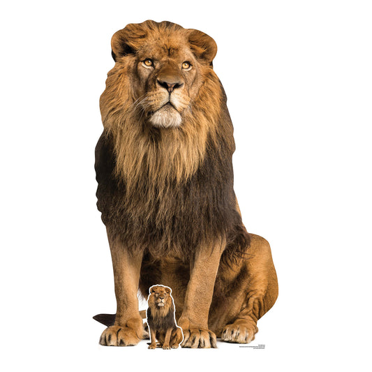 SC1438 Adult Male Lion Sitting Cardboard Cut Out Height 155cm