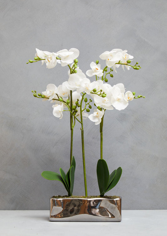 Fiori White Orchid Plant In Rectangular Pot