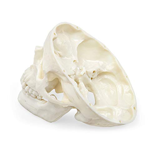 Elementary Anatomy The Budget Skull - Life Size Human Skull model - 3-Part