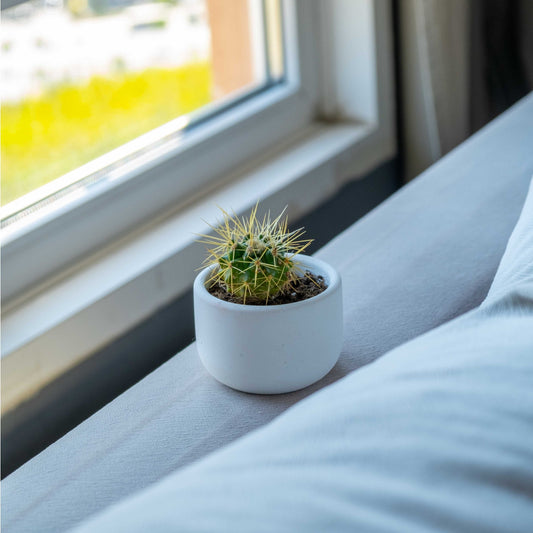 Small White Concrete Dolphin Pot