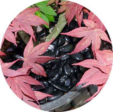 Specialist Aggregates ? - 15kg Polished Decorative Black River Stone Pebbles | MEDIUM 20-40mm | Home | Garden | Water Features | Weddings | Events |