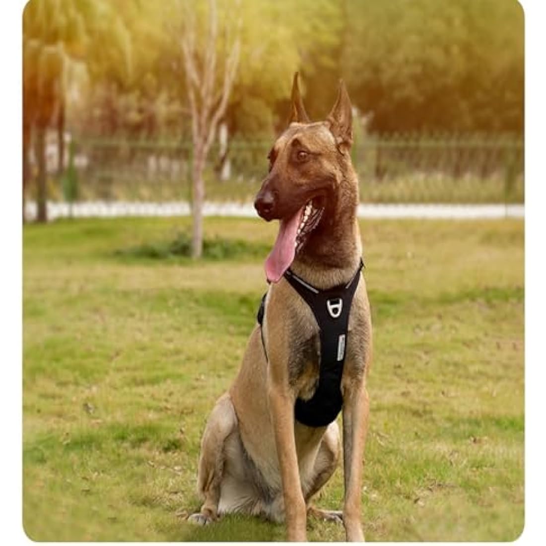 WINHYEPET No-Pull Dog Harness,Adjustable Outdoor Vest Reflective Nylon Soft Pet Harness Dog Suitable Small Medium Large Breeds TLH5654(Purple,XL)