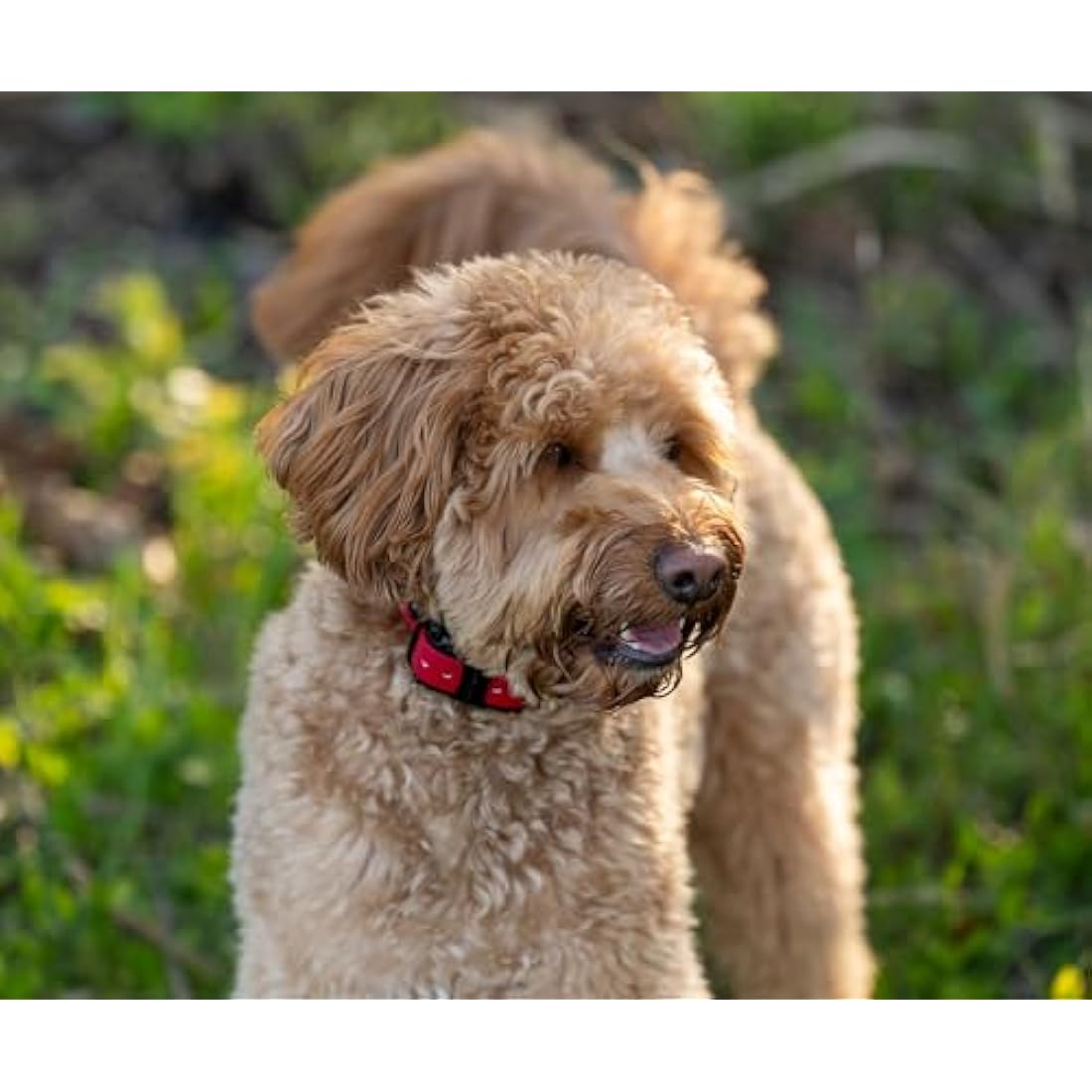 Educator Dog Exercise Mat, Gold, Fits Small & Large Receivers, All Life Stages