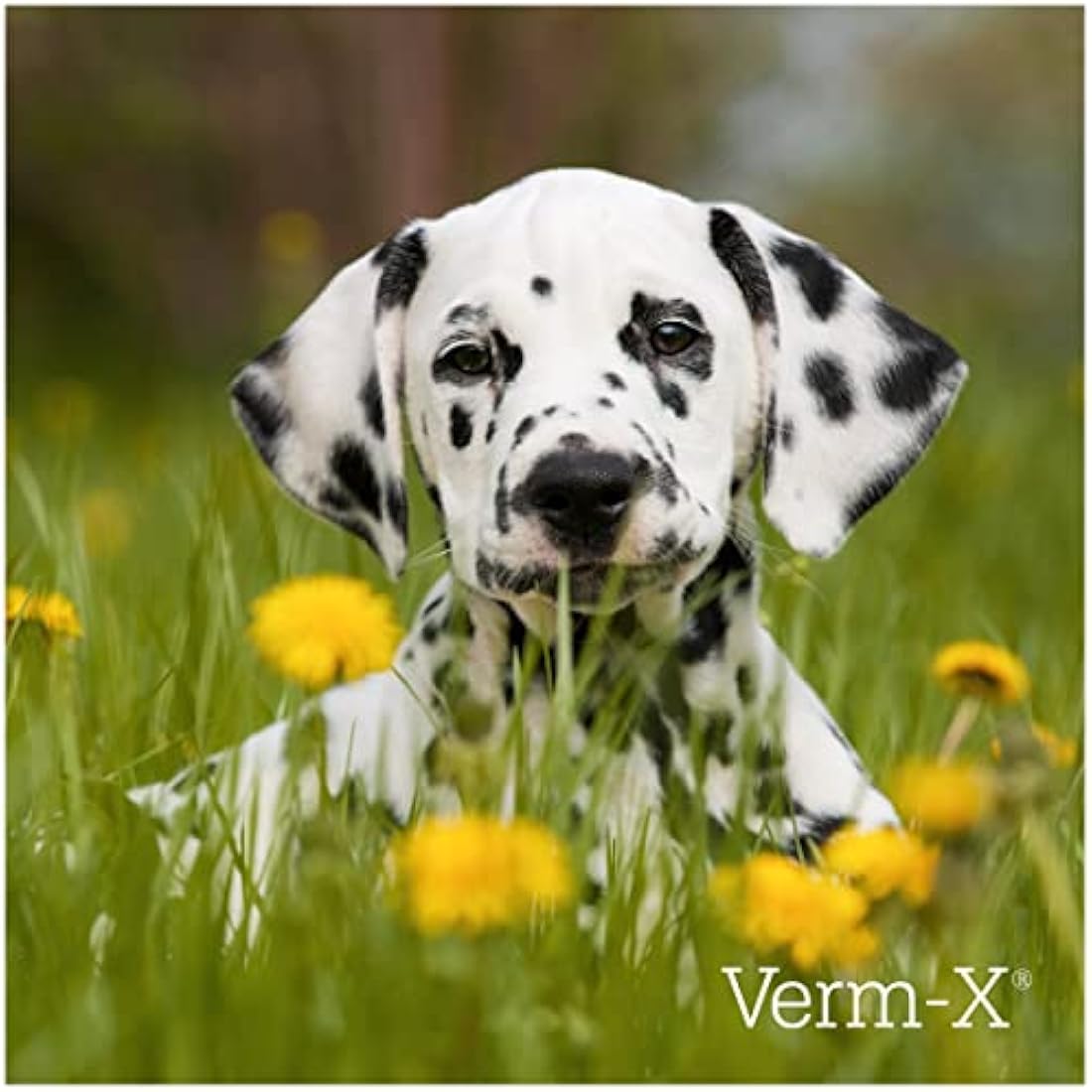 Verm-X All Natural Liquid for all Dogs. Supports Intestinal Hygiene. Vet Approved. UFAS Assured. Restores and Maintains Gut Vitality. Wormwood Free Recipe.