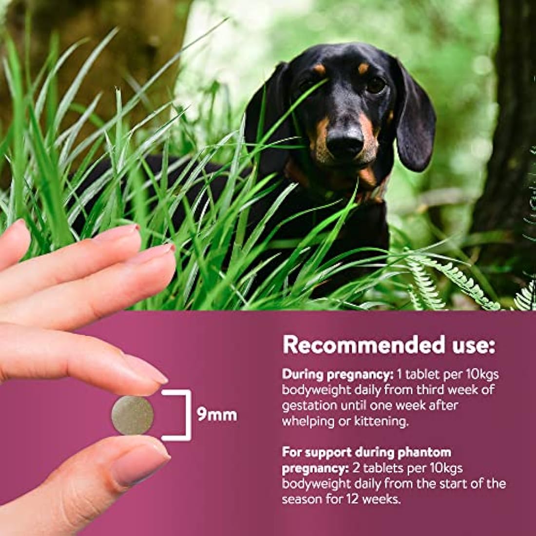 Dorwest Raspberry Leaf Tablets for Dogs And Cats, 200 Tablets, Pregnancy Support For Pets – For Natural Hormonal Balance and Phantom Pregnancies