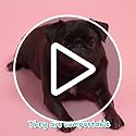 Adios Plastic - Compostable Dog Poo Bags, 360 Count (24 Rolls) - Leak‑Resistant, Extra Thick, Odour Proof Dog Waste Bags – Made from Highest Rated EN13432 Certified Cornstarch - Slate Grey