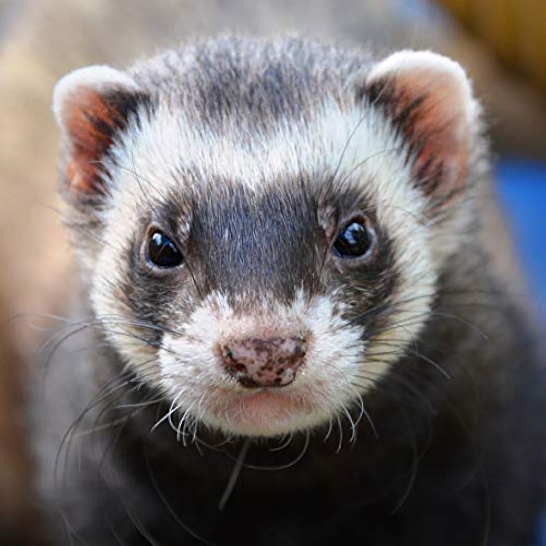 Extra Select Complete Dry Ferret Food: Premium Ferret Kibble with High Protein Content for Optimal Nutrition - 5 Litre Tub