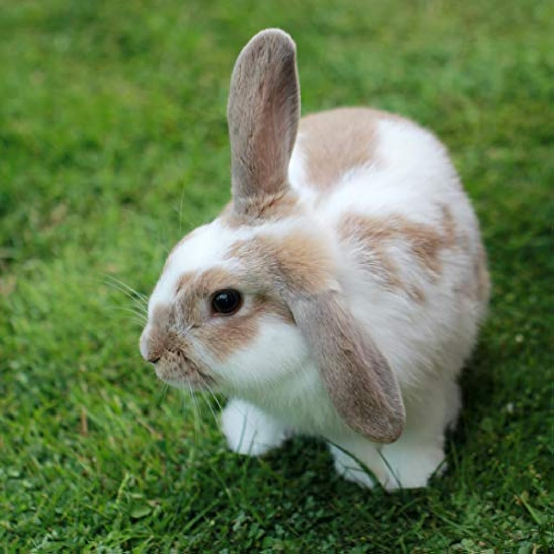 Extra Select Premium Extruded Nuggets Rabbit Feed Tub, 5 Litre