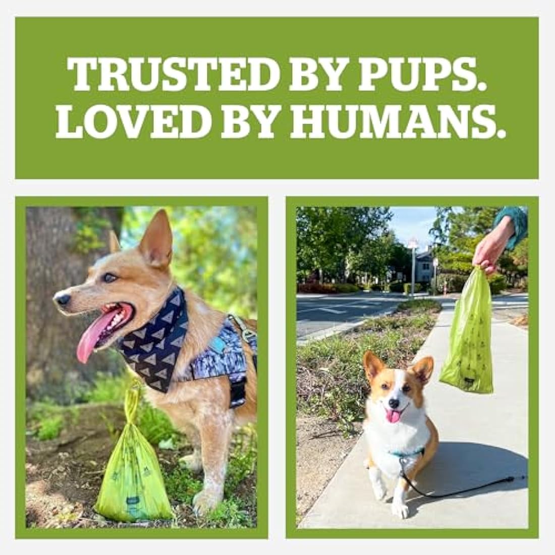 Pogi’s Dog Poo Bags with Handles – Extra Thick, Leak-Proof, Large, Unscented, 900-Count