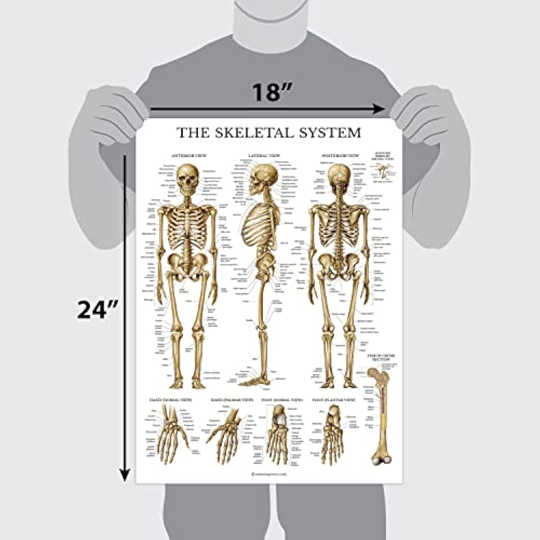 10 Pack - Anatomical Poster Set - LAMINATED - Muscular, Skeletal, Digestive, Respiratory, Circulatory, Endocrine, Lymphatic, Male & Female Reproductive, Nervous System, Anatomy Chart Set - 18" x 24"