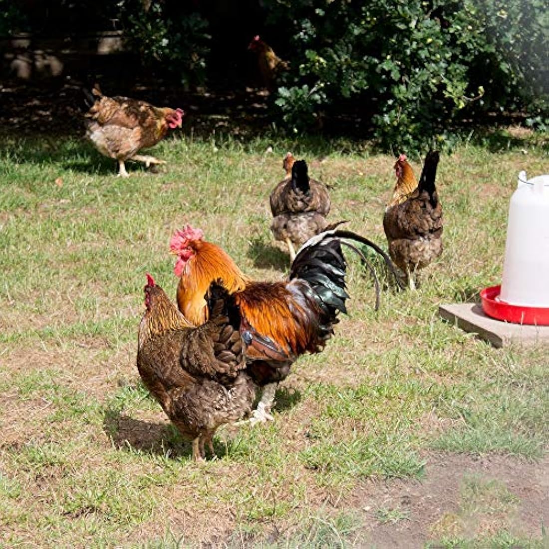 Extra Select Complete Layers Pellets Poultry Feed, 20 kg