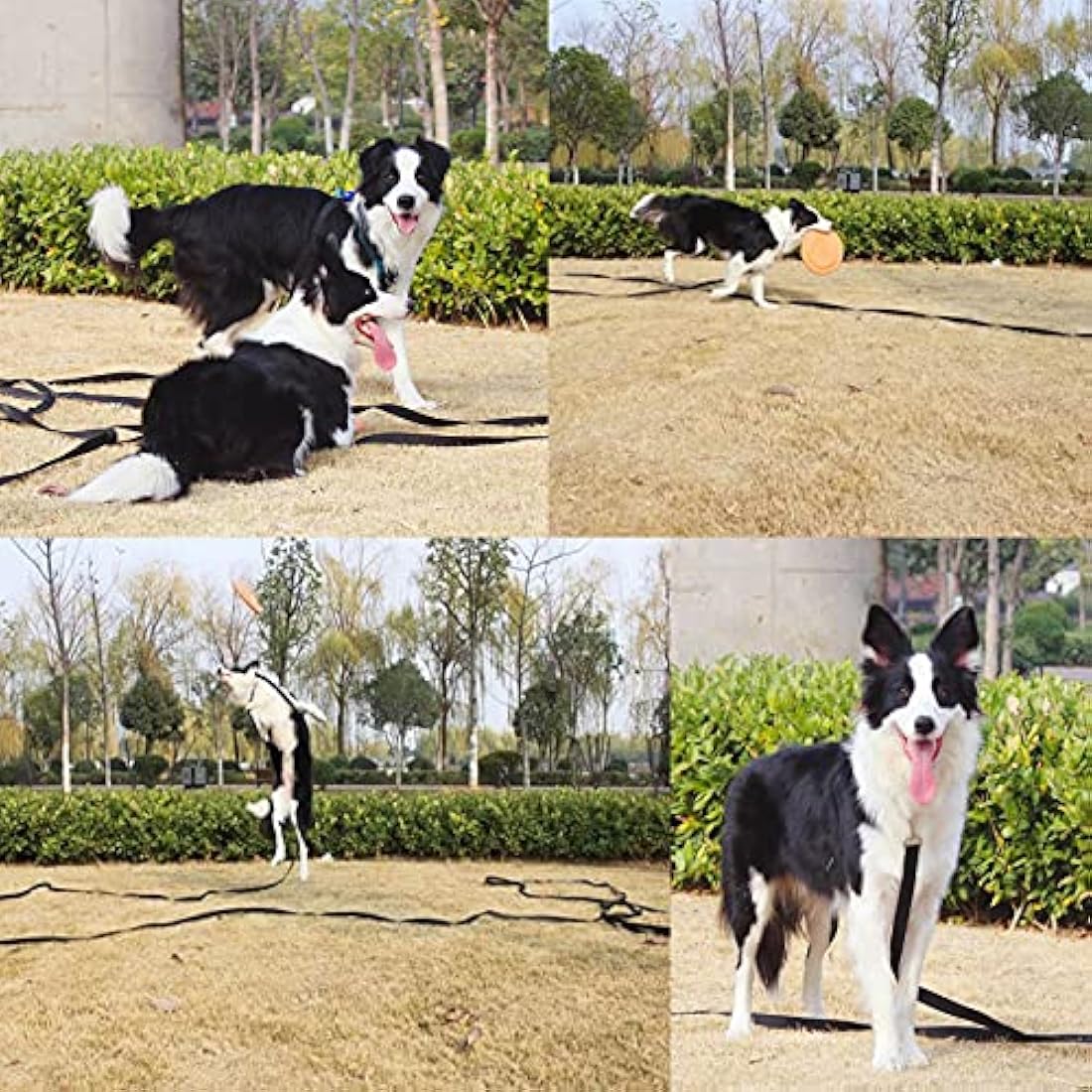 NavoX Training Lead for Dog/Puppy 20m Black, Extra Long Line Dog Lead, Nylon Long Dog training Leash for Pet Recall, hiking, camping,hunting, backyard