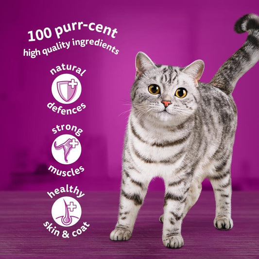 1 plus Adult Mixed Selection in Jelly 84 Pouches, Adult Wet Cat Food, Megapack (84 x 85 g)