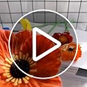 10 Stem 11" Bouquets Artificial Flowers Poppy Flowers,No Fade Multicolor PU Fake Wild Flowers for Kitchen Table Centerpiece Vase,Home Greenery Wedding Holding Flowers Backdrop Arch Wall (Red)