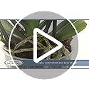 Growth Technology Ltd,1L,Black Palm Focus 1 Litre