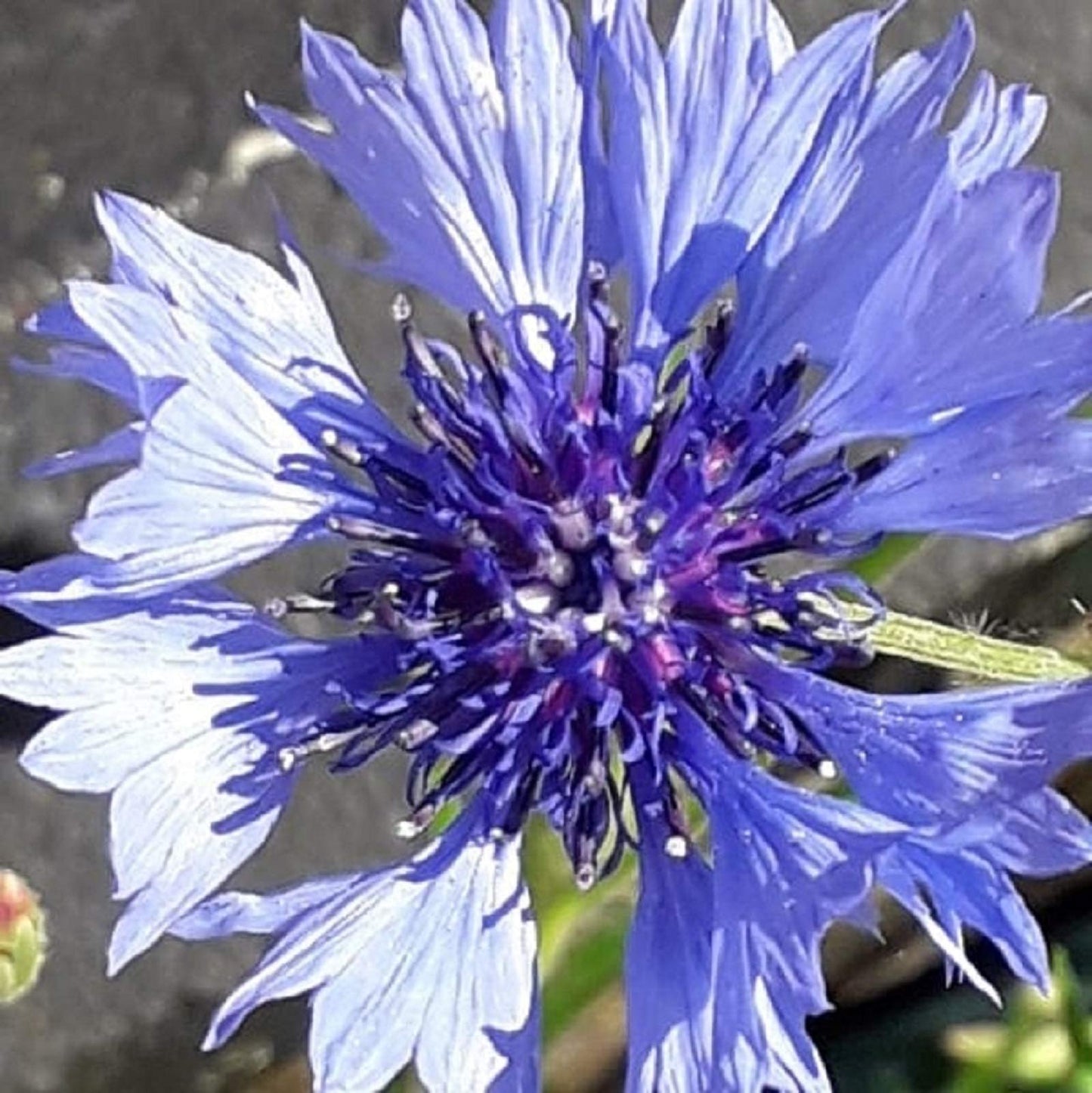 UK 100% Wild Flower Seed Mix Annual & Perennial Meadow Plants Attracts Bees & Butterfly (500g) Pure Wildflower Seeds Mix 3