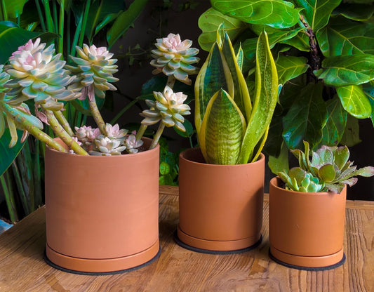 D'vine Dev Terracotta Pots for Plants, 4.2 Inch 5.3 Inch 6.5 Inch, Succulent Planter Pot with Drainage and Saucer, 40-A-T-1