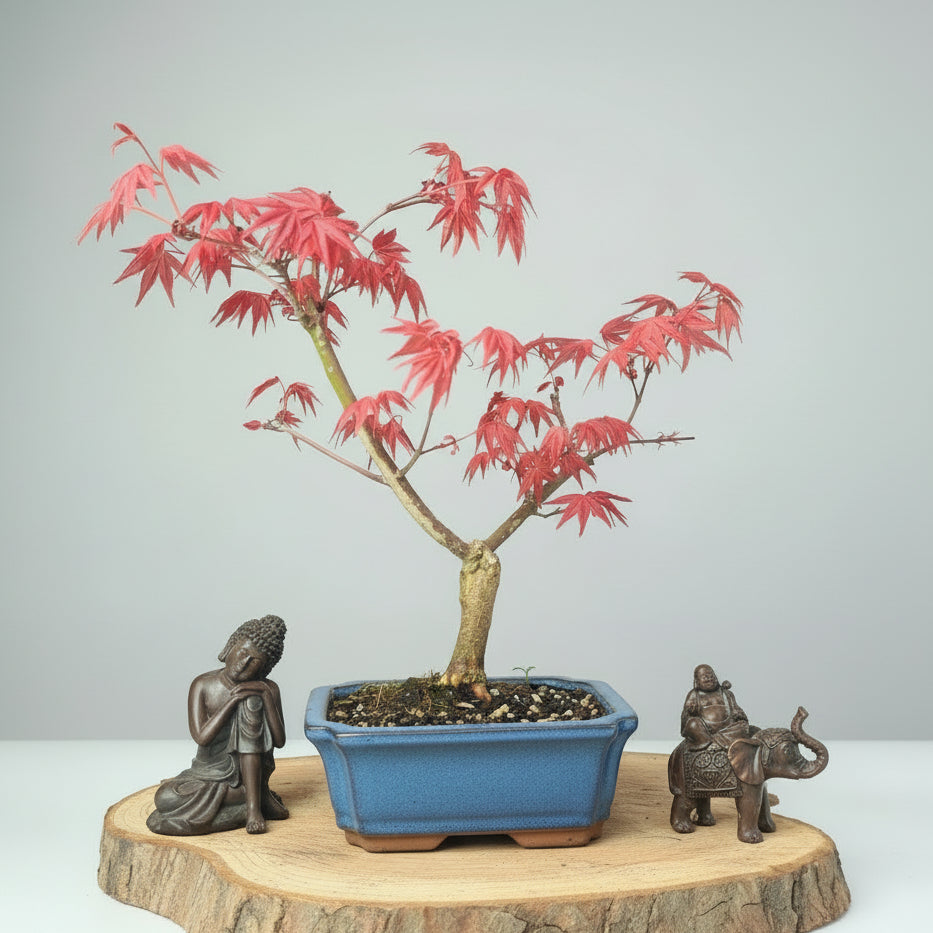 Japanese Maple (Acer) Bonsai Tree | Deshojo Informal Upright | In 15cm Pot