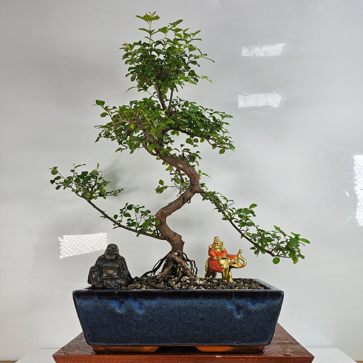 Bonsai