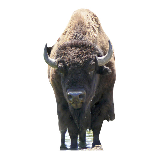 SC059 Bison Buffalo Cardboard Cut Out Height 180cm