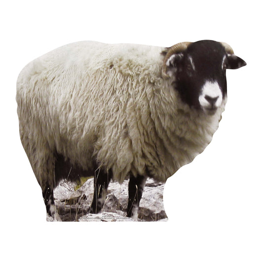 SC064 Sheep Cardboard Cut Out Height 63cm