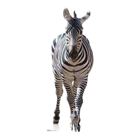 SC1439 Adult Zebra Black and White Cardboard Cut Out Height 162cm