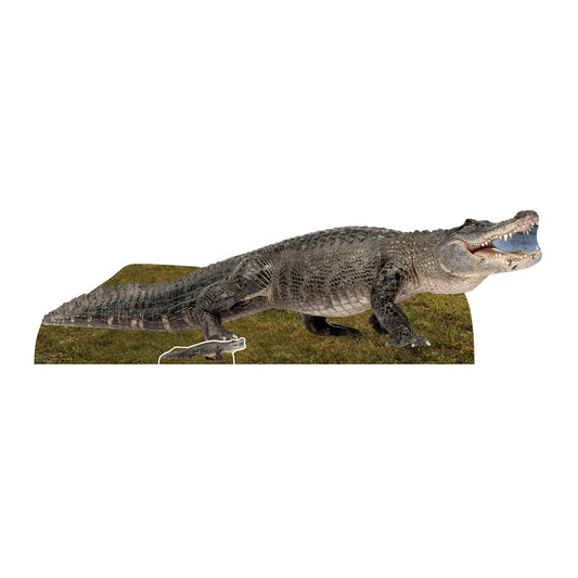 SC1457 Fresh Water Alligator Cardboard Cut Out Height 58cm