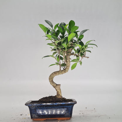 Ficus Microcarpa (Banyan Fig) Indoor Bonsai Tree | Shaped | In 15cm Pot