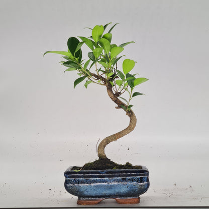 Ficus Microcarpa (Banyan Fig) Indoor Bonsai Tree | Shaped | In 15cm Pot