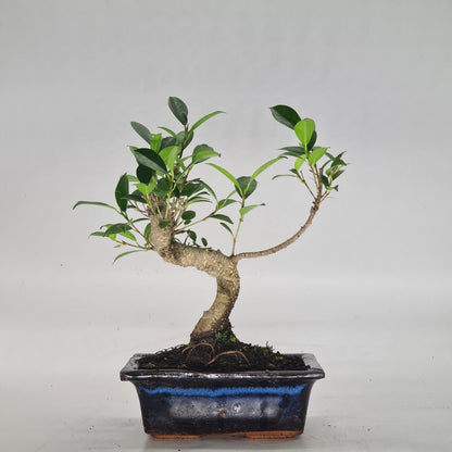 Ficus Microcarpa (Banyan Fig) Indoor Bonsai Tree | Shaped | In 15cm Pot
