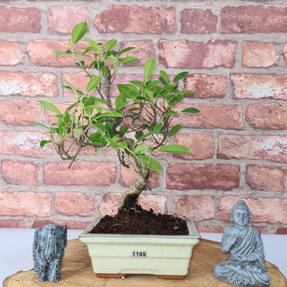 Ficus Microcarpa (Banyan Fig) Indoor Bonsai Tree | Shaped | In 15cm Pot