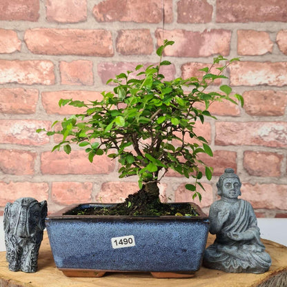 Chinese Elm (Ulmus Parvifolia) Bonsai Tree | Broom | In 15cm Pot