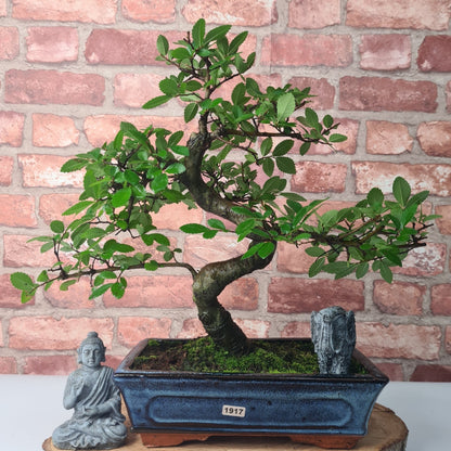 Chinese Elm (Ulmus Parvifolia) Bonsai Tree | Shaped | In 25cm Pot