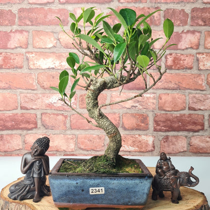 Ficus Microcarpa (Banyan Fig) Indoor Bonsai Tree | Shaped | In 15cm Pot