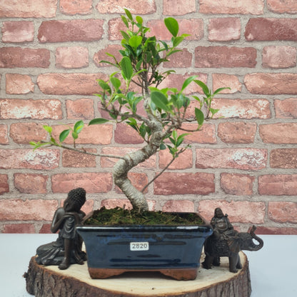 Ficus Microcarpa (Banyan Fig) Indoor Bonsai Tree | Shaped | In 15cm Pot
