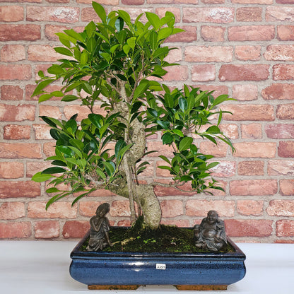 Ficus Microcarpa (Banyan Fig) Large Indoor Bonsai Tree | Shaped | In 40cm Pot