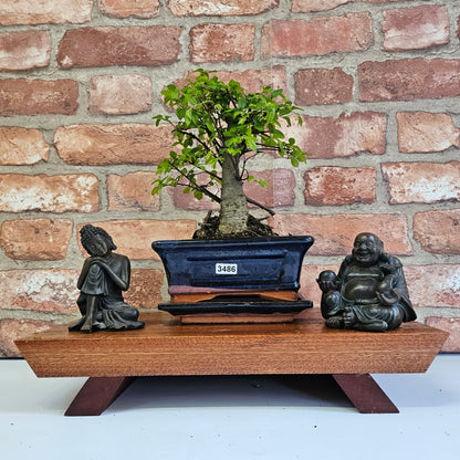 Chinese Elm (Ulmus Parvifolia) Bonsai Tree | Broom | In 15cm Pot