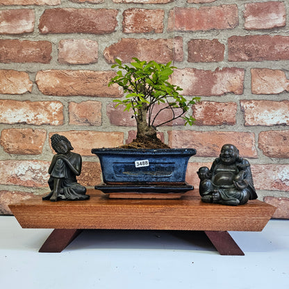 Chinese Elm (Ulmus Parvifolia) Bonsai Tree | Broom | In 15cm Pot