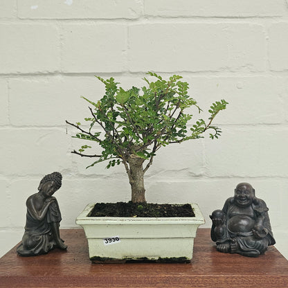 Chinese Pepper (Zanthoxylum Pipertum) Bonsai Tree | Broom | In 15cm Pot