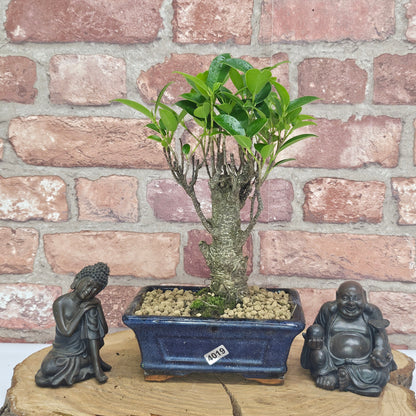 Ficus Microcarpa (Banyan Fig) Indoor Bonsai Tree | Broom | In 15cm Pot