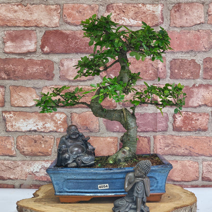 Chinese Elm (Ulmus Parvifolia) Bonsai Tree | Shaped | In 25cm Pot