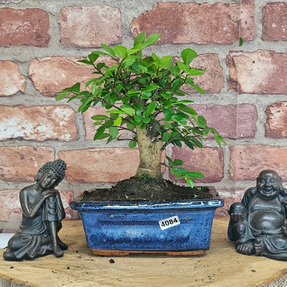 Chinese Elm (Ulmus Parvifolia) Bonsai Tree | Broom | In 15cm Pot