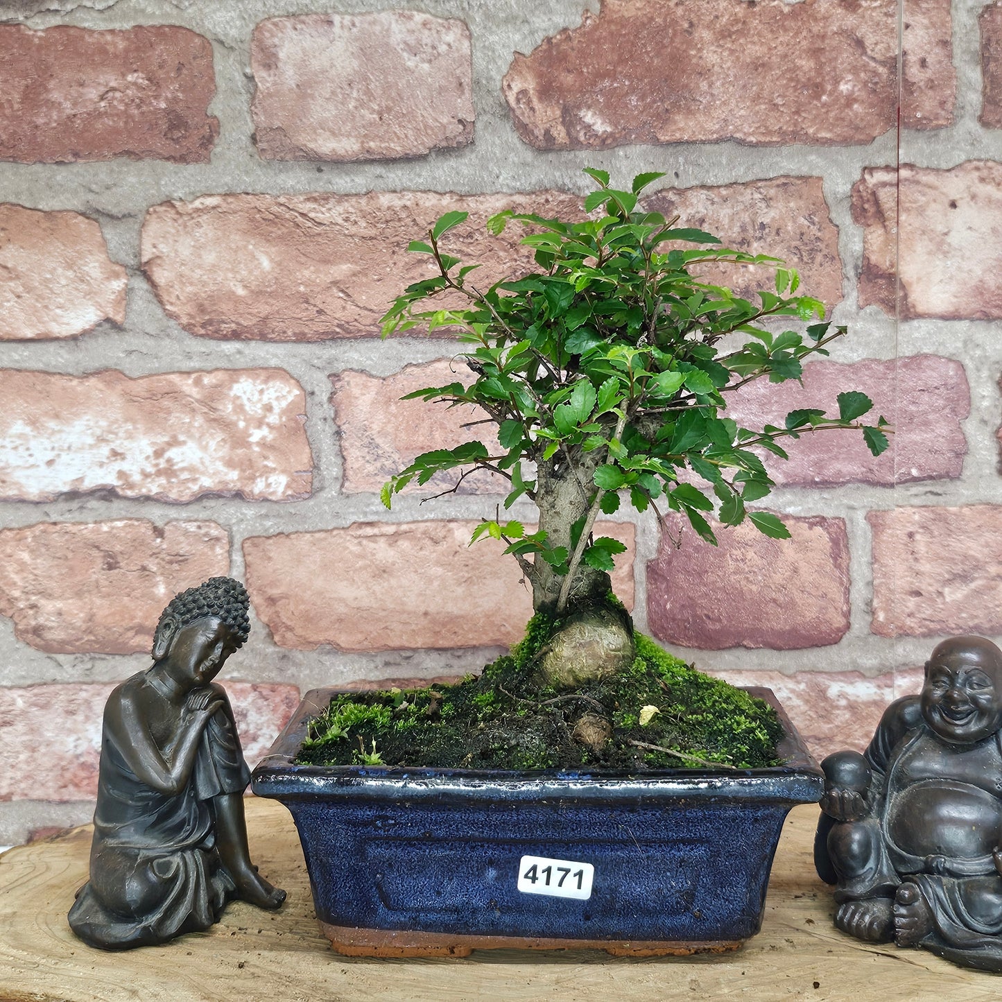Chinese Elm (Ulmus Parvifolia) Bonsai Tree | Broom | In 15cm Pot