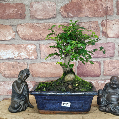 Chinese Elm (Ulmus Parvifolia) Bonsai Tree | Broom | In 15cm Pot