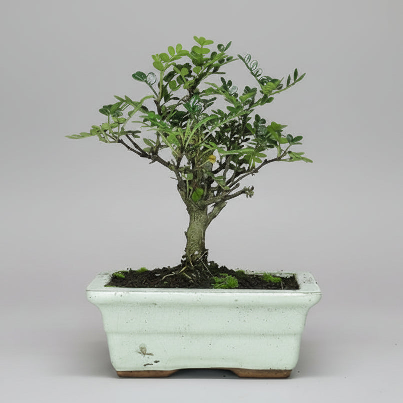 Chinese Pepper (Zanthoxylum Pipertum) Bonsai Tree | Broom | In 15cm Pot
