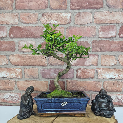 Chinese Pepper (Zanthoxylum Pipertum) Bonsai Tree | Shaped | In 20cm Pot
