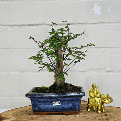 Chinese Elm (Ulmus Parvifolia) Bonsai Tree | Broom | In 15cm Pot