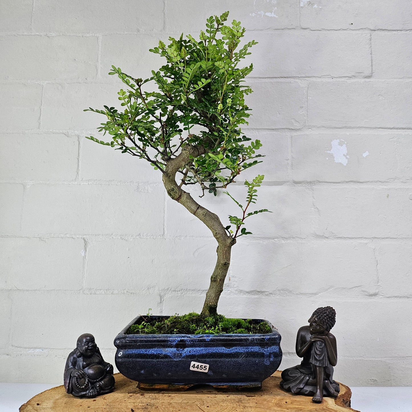 Chinese Pepper (Zanthoxylum Pipertum) Bonsai Tree | Shaped | In 20cm Pot