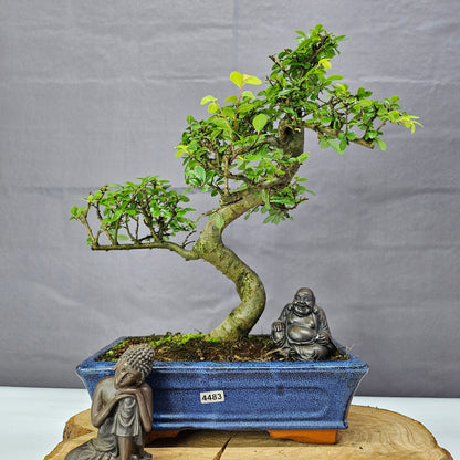 Chinese Elm (Ulmus Parvifolia) Bonsai Tree | Shaped | In 25cm Pot