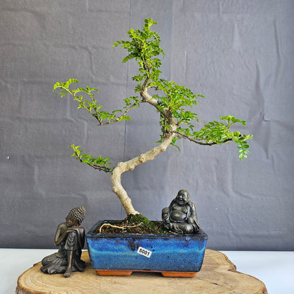Chinese Pepper (Zanthoxylum Pipertum) Bonsai Tree | Shaped | In 20cm Pot